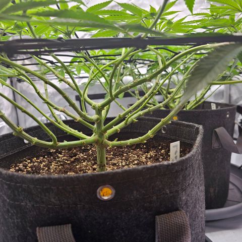 Lemon Orange #2 growlog timeline photo