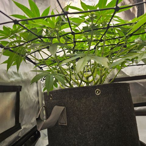 Lemon Orange #1 growlog timeline photo
