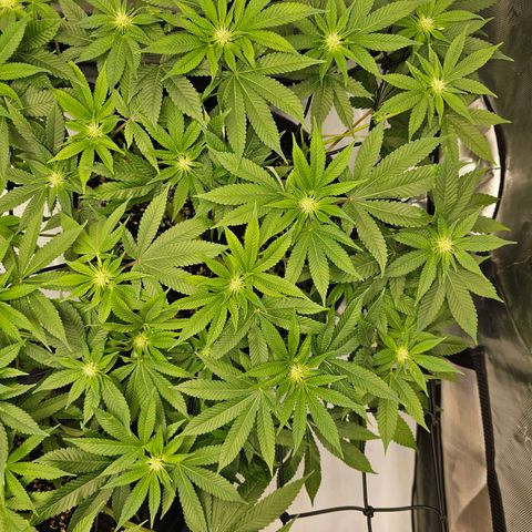 Lemon Orange #1 growlog timeline photo