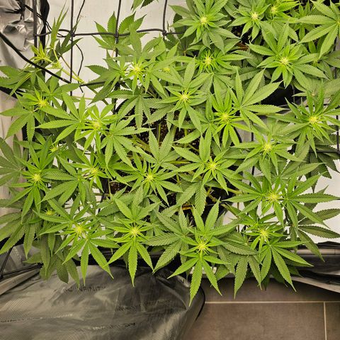 Lemon Orange #2 growlog timeline photo