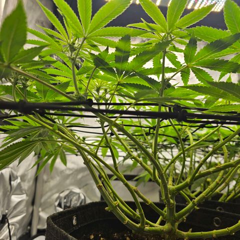 Lemon Orange #2 growlog timeline photo