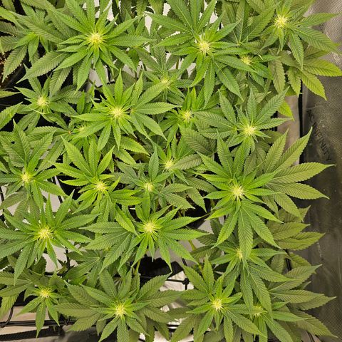 Lemon Orange #1 growlog timeline photo