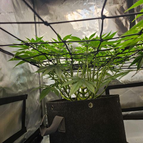 Lemon Orange #1 growlog timeline photo