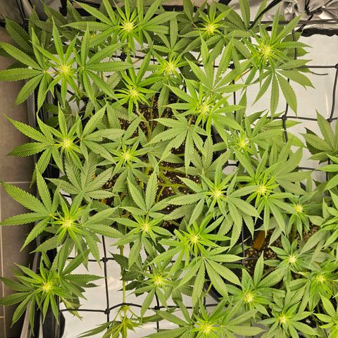 Lemon Orange #2 growlog timeline photo