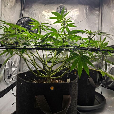 Lemon Orange #2 growlog timeline photo