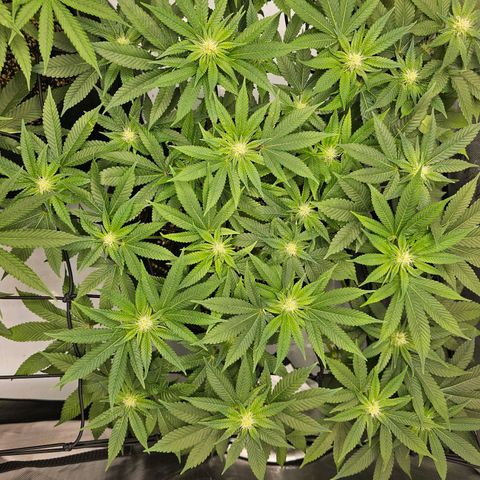 Lemon Orange #1 growlog timeline photo