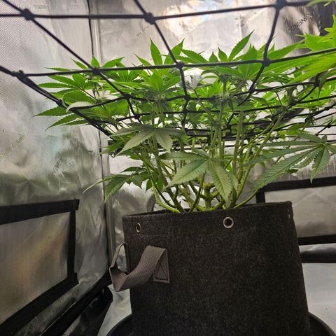 Lemon Orange #1 growlog timeline photo