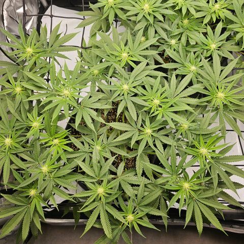 Lemon Orange #2 growlog timeline photo