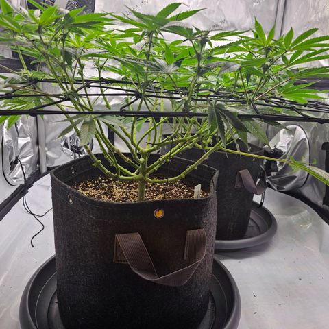 Lemon Orange #2 growlog timeline photo