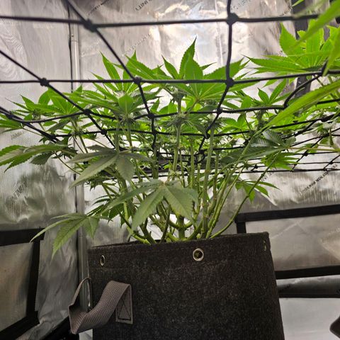 Lemon Orange #1 growlog timeline photo