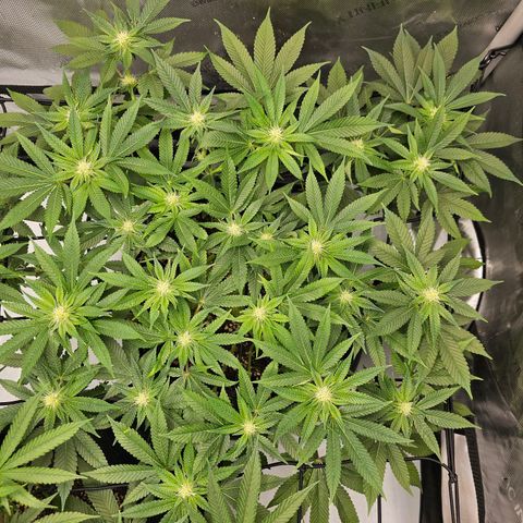 Lemon Orange #1 growlog timeline photo