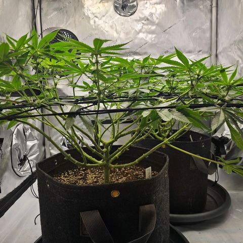 Lemon Orange #2 growlog timeline photo