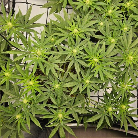 Lemon Orange #2 growlog timeline photo