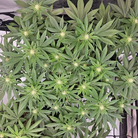 Lemon Orange #1 growlog timeline photo