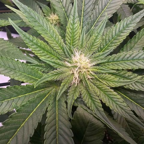 Lemon Orange #1 growlog timeline photo