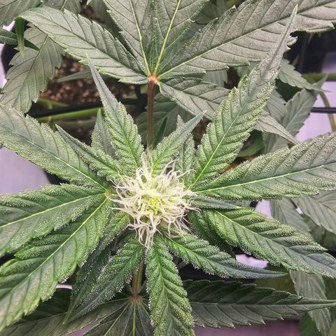 Lemon Orange #2 growlog timeline photo