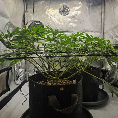 Lemon Orange #2 growlog timeline photo