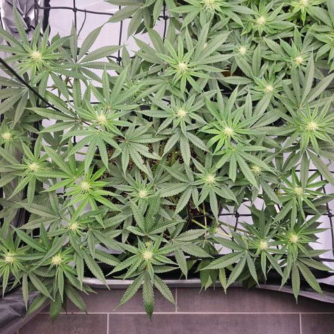 Lemon Orange #2 growlog timeline photo