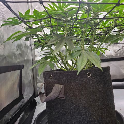 Lemon Orange #1 growlog timeline photo