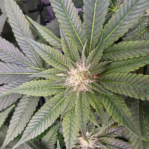 Lemon Orange #1 growlog timeline photo