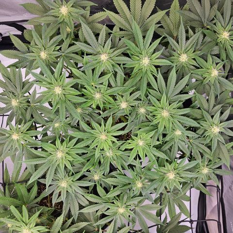 Lemon Orange #1 growlog timeline photo