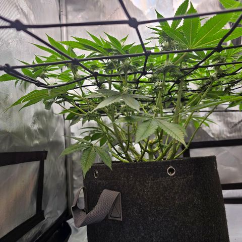 Lemon Orange #1 growlog timeline photo