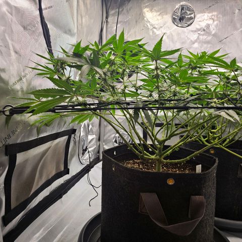 Lemon Orange #2 growlog timeline photo