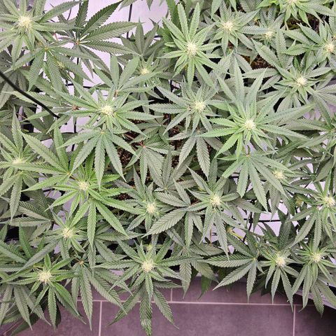 Lemon Orange #2 growlog timeline photo