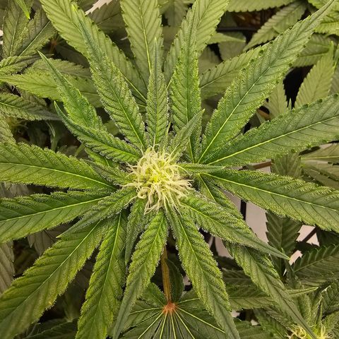 Lemon Orange #2 growlog timeline photo