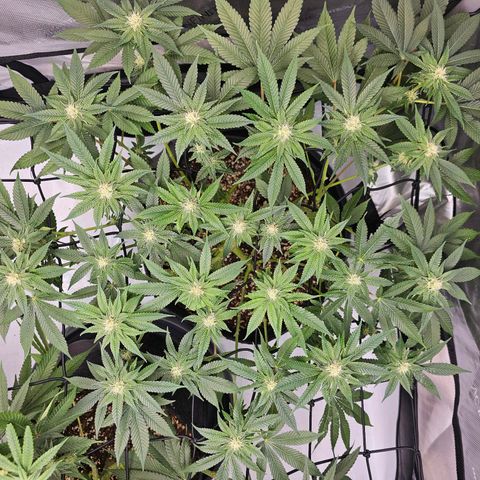 Lemon Orange #1 growlog timeline photo