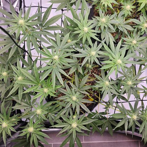 Lemon Orange #2 growlog timeline photo