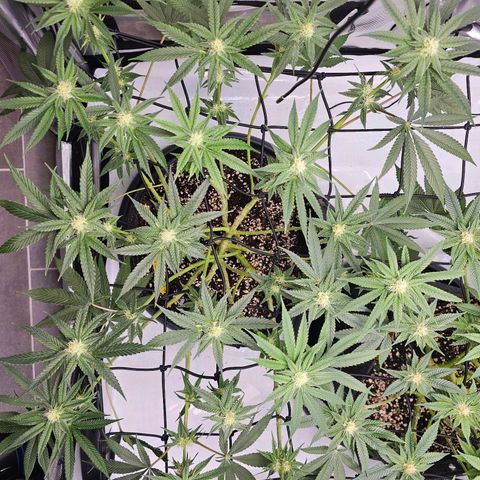 Lemon Orange #2 growlog timeline photo