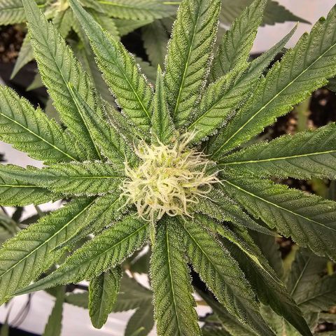 Lemon Orange #2 growlog timeline photo