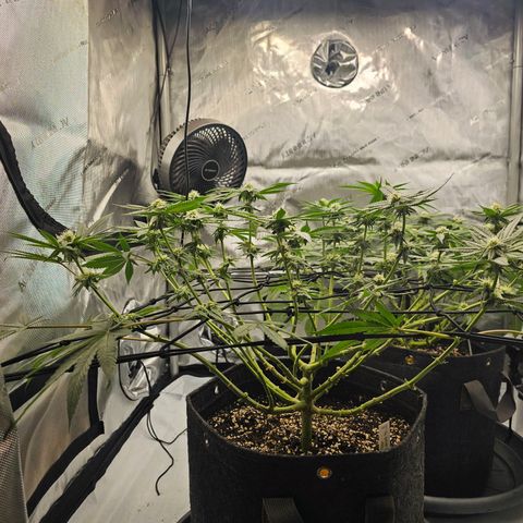 Lemon Orange #2 growlog timeline photo