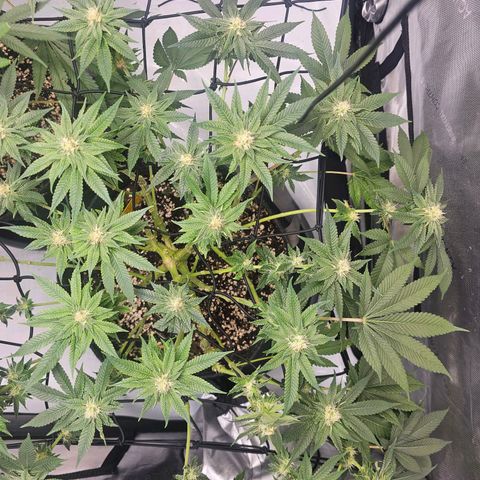 Lemon Orange #1 growlog timeline photo