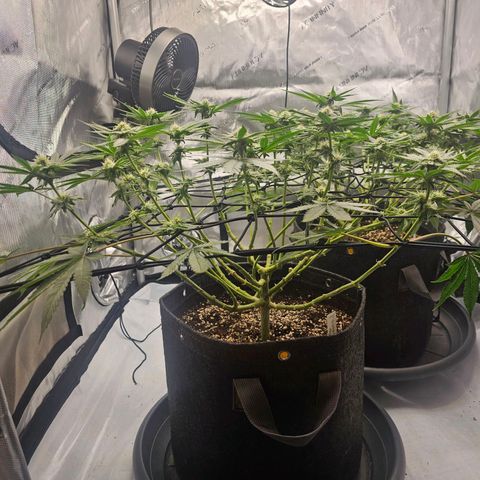 Lemon Orange #2 growlog timeline photo