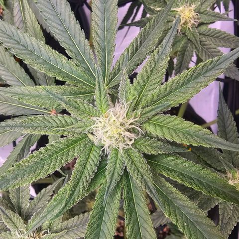 Lemon Orange #2 growlog timeline photo