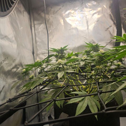 Lemon Orange #1 growlog timeline photo