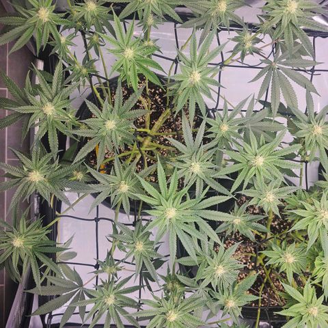 Lemon Orange #2 growlog timeline photo
