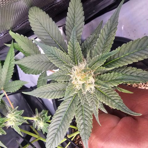 Lemon Orange #1 growlog timeline photo