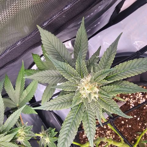 Lemon Orange #1 growlog timeline photo