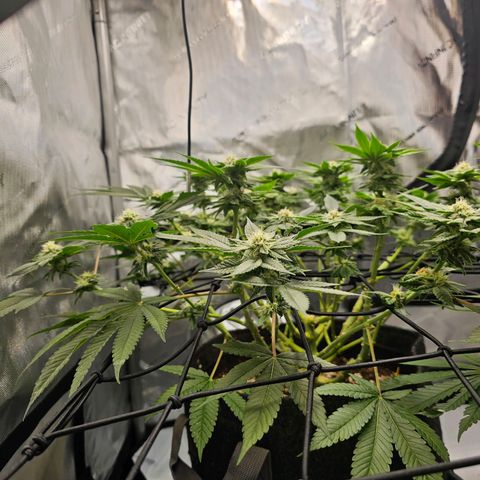 Lemon Orange #1 growlog timeline photo