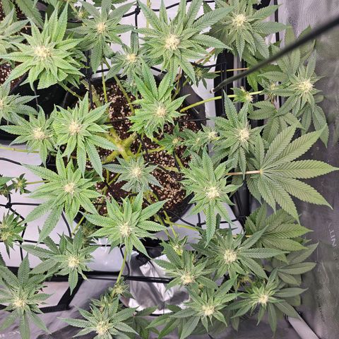 Lemon Orange #1 growlog timeline photo
