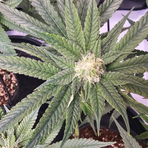 Lemon Orange #2 growlog timeline photo