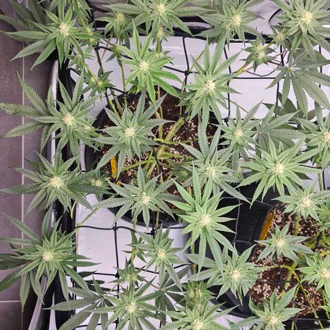 Lemon Orange #2 growlog timeline photo