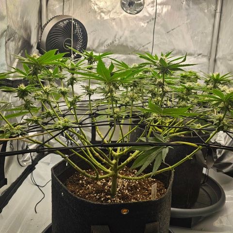 Lemon Orange #2 growlog timeline photo