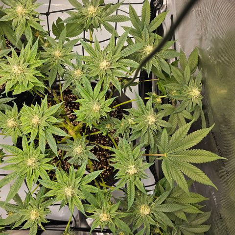 Lemon Orange #1 growlog timeline photo