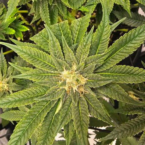 Lemon Orange #1 growlog timeline photo