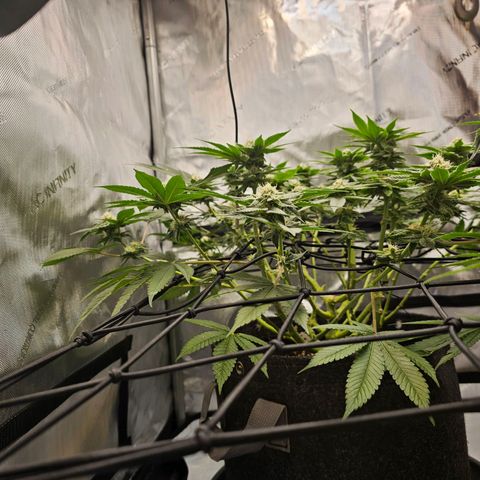Lemon Orange #1 growlog timeline photo