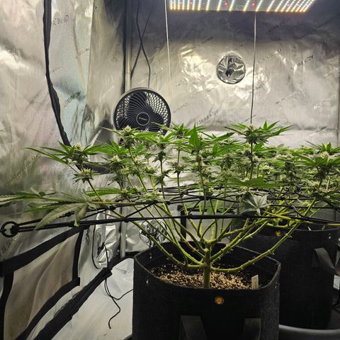 Lemon Orange #2 growlog timeline photo
